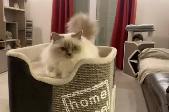 Chatte perdue: Lulu, Sacré de Birmanie - photo