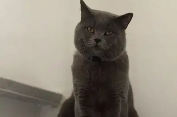 Animaux perdus Montélimar, photo: Chat gris perdu, peureux à Montélimar