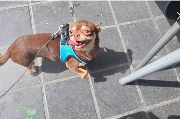 Chihuahua Toy Marrón Perdido en València