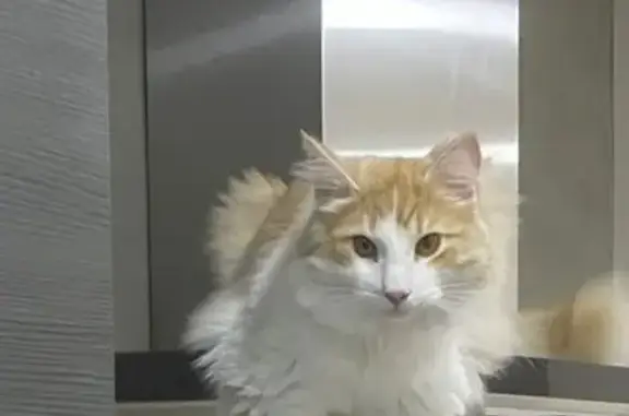 Búsqueda de mascotas, foto: ¡Gato Bosque de Noruega Perdido en Boadilla!
