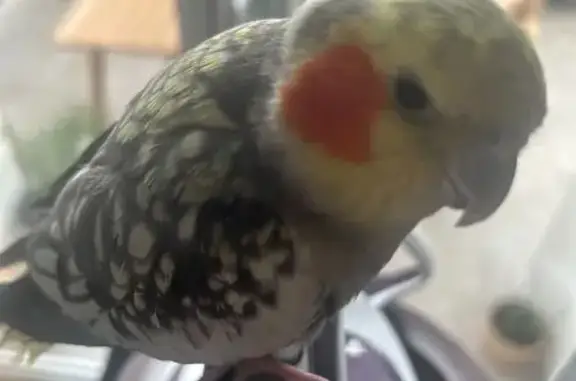 Perdu : oiseau gris-blanc-orangé chanteur - photo