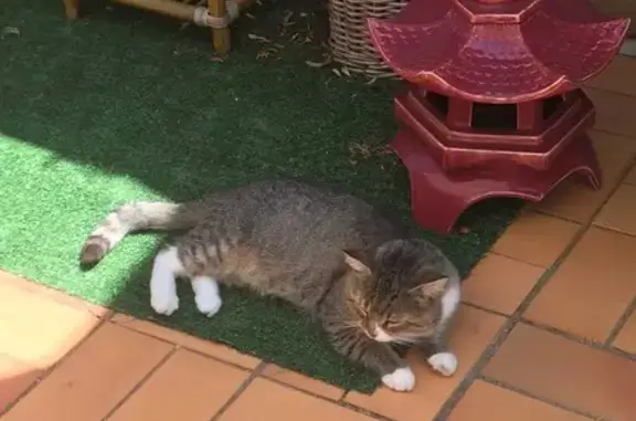 Animaux trouvés Nieul-sur-Mer, photo: Chat tigré clair errant à Nieul-sur-Mer