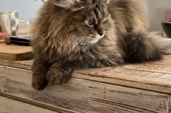 Gato de Pelo Largo Perdido en San Mateo