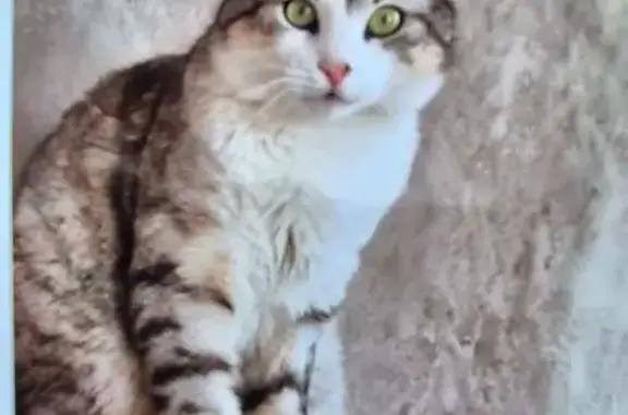 Chat perdu : européen rayé gris-blanc - photo