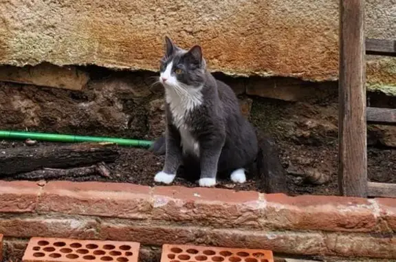 Chat perdu, Saint-Céré, photo: Chat perdu: Willy, gris à poil long, St-Céré