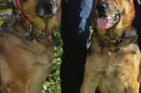 Lost German Shepherd Mixes: Bobo & Apollo