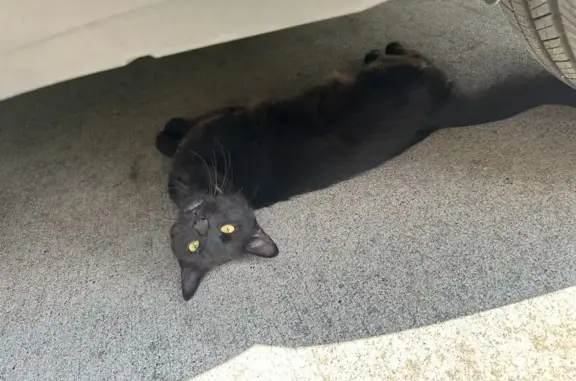 Found cat Nashville, photo: Friendly Found Cat Seeking Loving Home