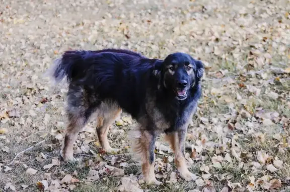 Lost Dog: Black & Brown, Green Collar