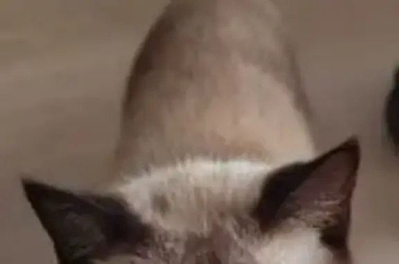 Animales perdidos Aviles, foto: ¡Ayuda! Gato perdido necesita medicación