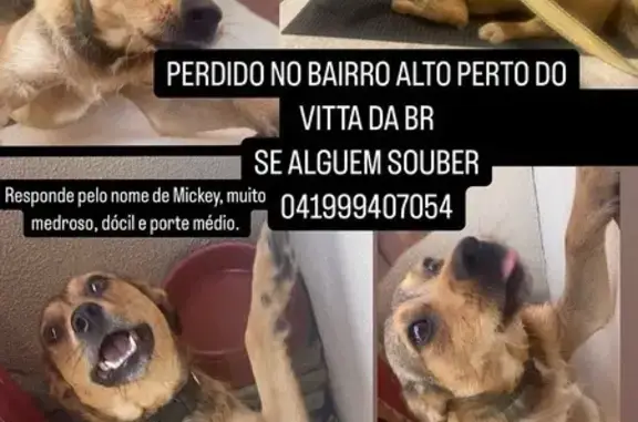 cachorro desaparecida