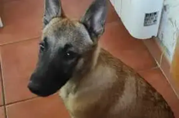 Chien perdu Beynes, photo : Chien perdue à Beynes, aide recherchée