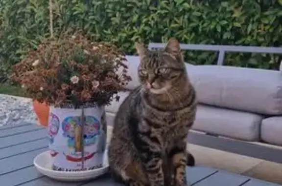 Chat tigre perdu, yeux verts, Bourg-St-Christophe - photo