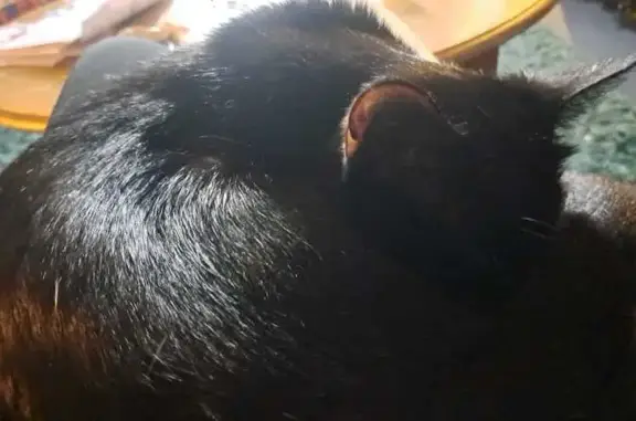 Lost Mooncat: Vocal, Spotted in Restalrig