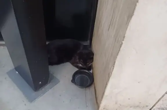 Found: Young Black Cat in Stra...