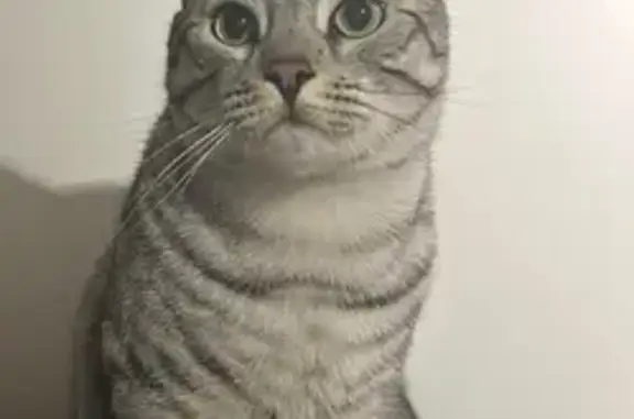Chat tigré gris perdu à Meaux - photo