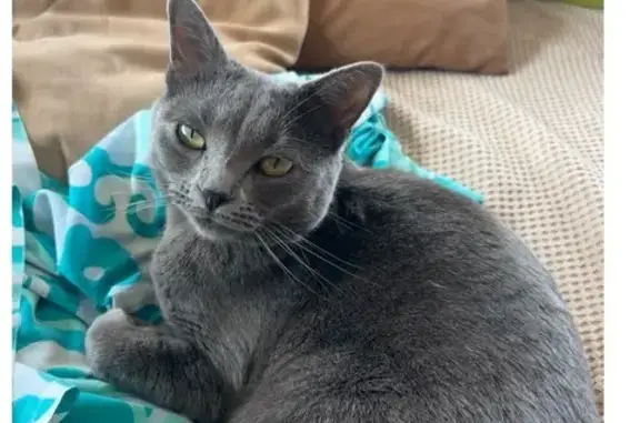Petite chatte grise perdue à Chassieu - photo