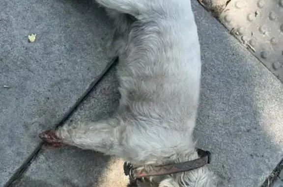 Perrito Rescatado en San Pedro...