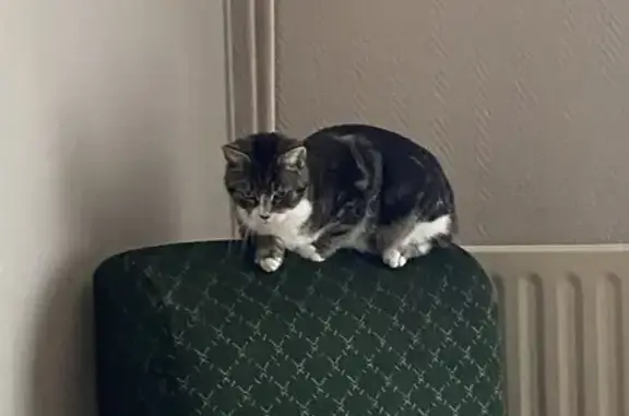 Animaux perdus Saverdun, photo: Chat femelle tigré perdue à Saverdun