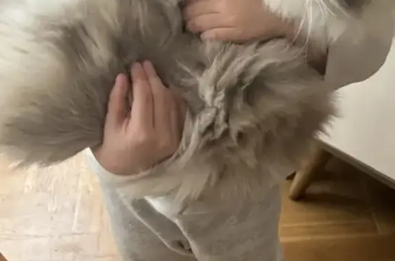 Chatte perdue : Charlie, robe blanche et marron - photo