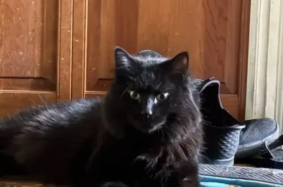 Lost: Black Cat with White Spots, Westerly