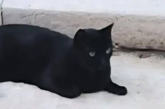 Gata Negra Perdida en Getafe: Señales Únicas
