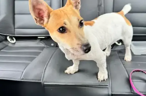 Lost and found pets Minnesota City, photo: Friendly Tan & White Dog Found in Maplewood