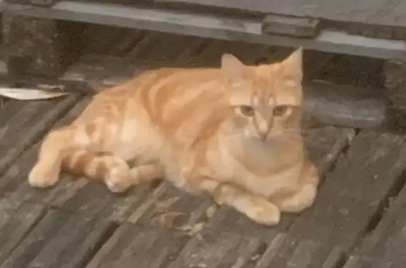 Chat trouvé La Roche-sur-Yon, photo: Chat mâle jaune trouvé à La Roche-sur-Yon