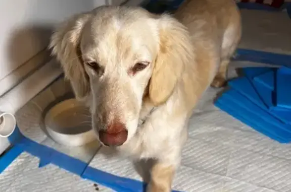 Lost Dachshund: Cream Piebald in Baytown