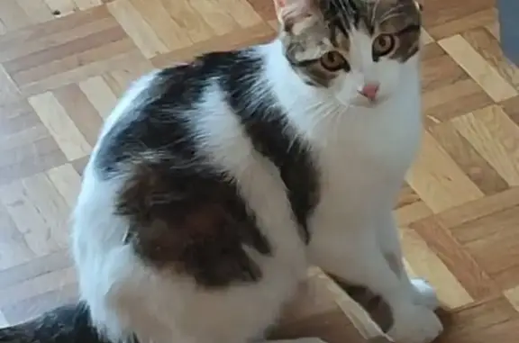 Animaux perdus Aubagne, photo: Chatte perdue à Aubagne, secteur Valriant