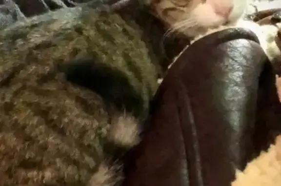 Gata Tigre Perdida en Tijuana: ¡Ayúdanos!
