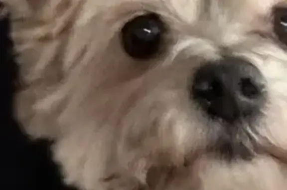 Lost Dog: Black/Brown/White in Hazel Crest
