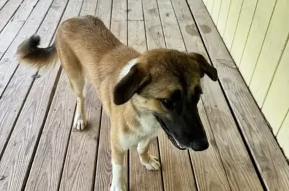 Found dog , photo: Found Dog: Brown & White w/ Blue Collar