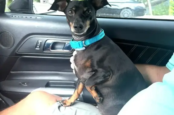 Lost Dog: Black/Brown, Blue Collar, Haney Rd