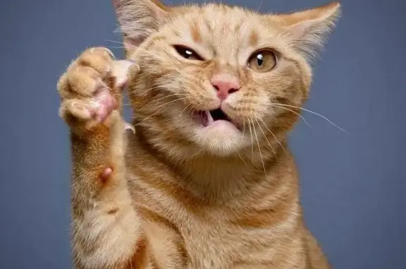Lost pets , photo: Help Find Hamish: Large Ginger Cat Lost