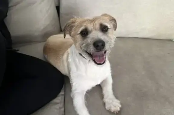 Lost pets Blacktown, photo: Lost: Nervous Jack Russell Mix in Blacktown