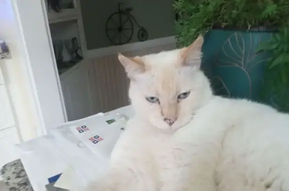 Chatty White Cat Sam Lost on Anson Rd
