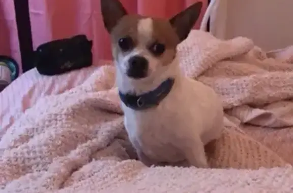 Lost and found pets USA, photo: Lost Dog: Charlie, White/Brown, Baltimore