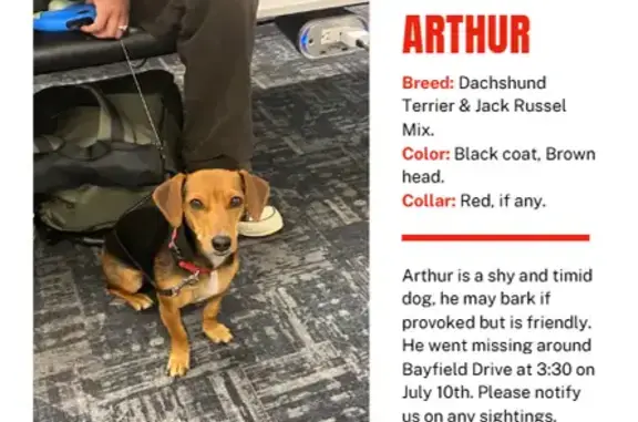 Lost Shy Dog Arthur: Seen Bayfield Drive?