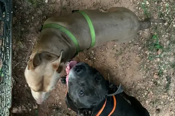 Friendly Dogs Missing on Marci Street