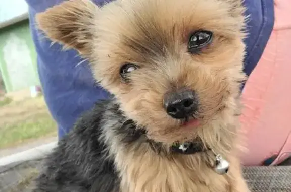 Lost Yorkie: Help Bring Her Home!