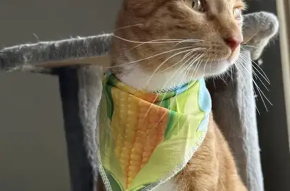 Lost: Orange Cat with Yellow Eyes