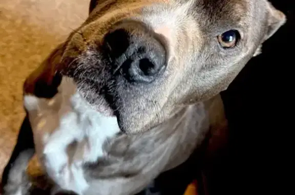 Lost and found pets Irving, photo: Lost Dog in Irving: White Paws & Bald Spots