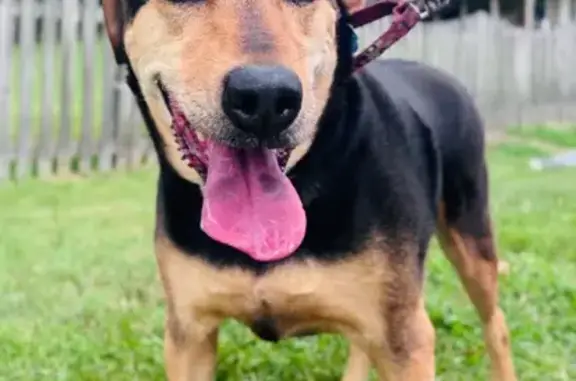 Lost and found pets USA, photo: Lost Dog: Black & Tan Mix in Chesapeake