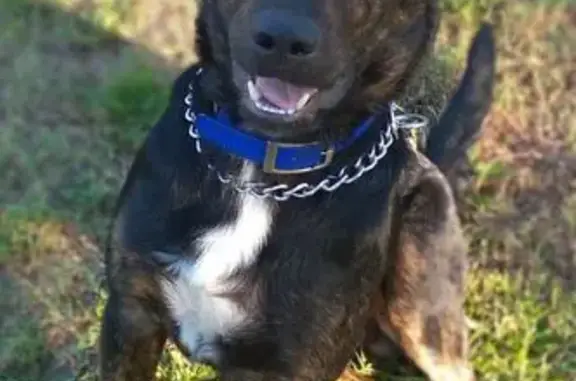 Lost German Shepherd Mix Near Hwy 143