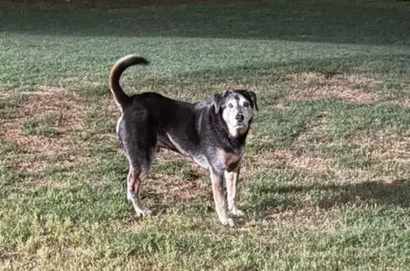 Lost: Sweet 13-Year-Old Dog Named Goose