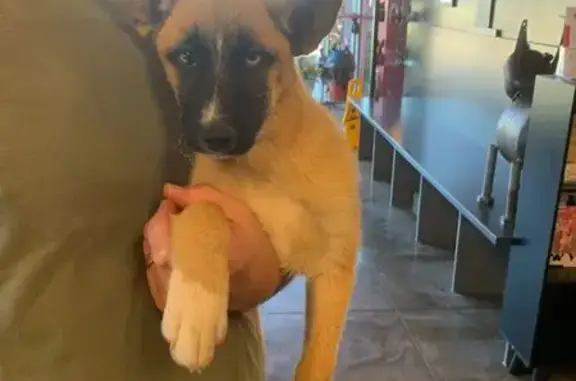 Found pets Edmond, photo: Friendly Husky Mix Found in Edmond