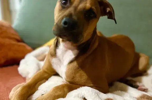 Lost and found pets , photo: Missing Rust Dog - Ravens Crest Alert!