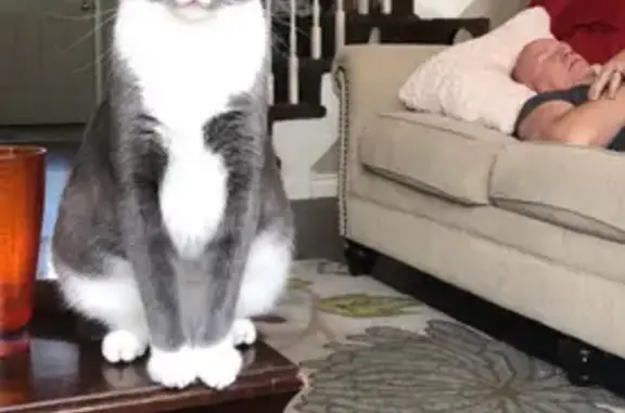 Lost Grey & White Cat in Shawnee
