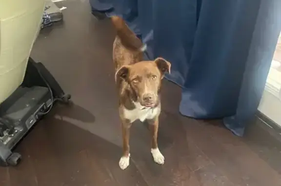 Lost Dogs: Chaco & Nico in North Little Rock