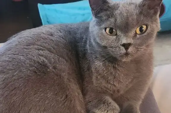 Lost Grey Cat Oscar: Needs Special Care